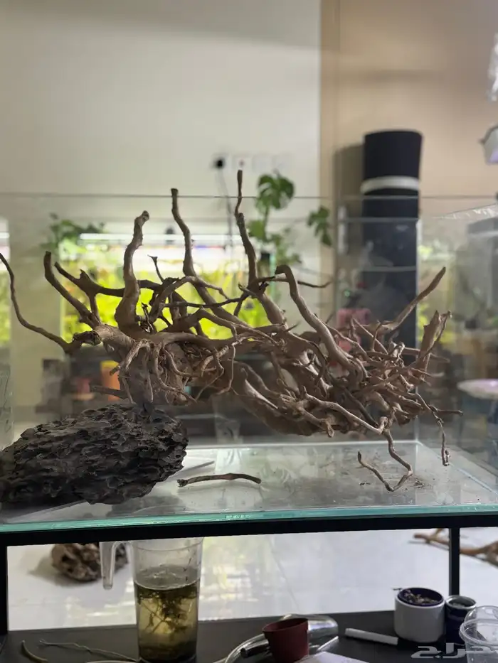 احواض سمك aquarium مزروعة  ونباتات مائية   تصاميم إحترافية 0