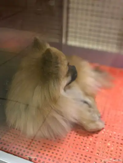 كلب بومرينيان للبيع index