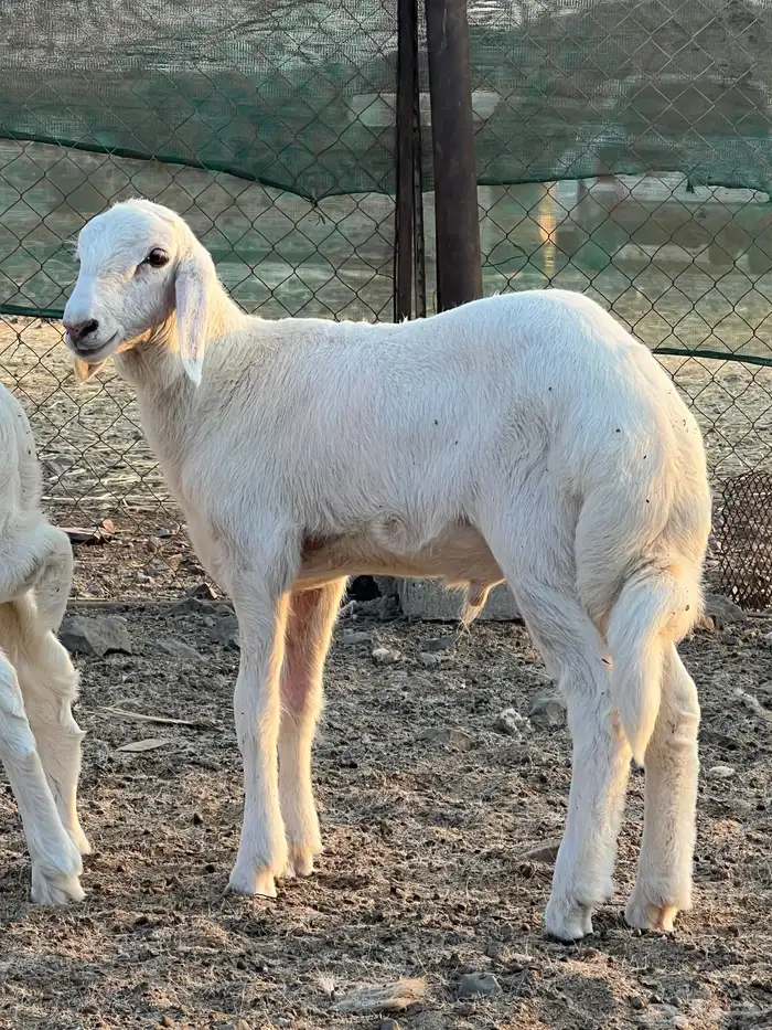 مشاريع فحول 0