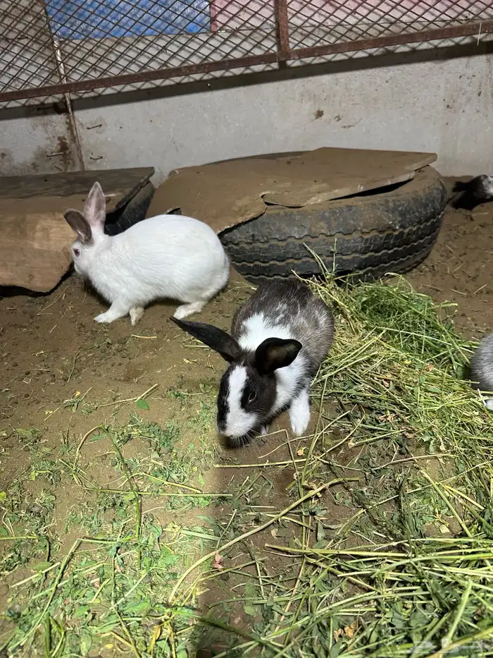 ارانب بلدي ذكور العدد4 1