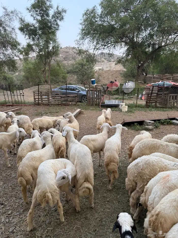 طليان للبيع 1