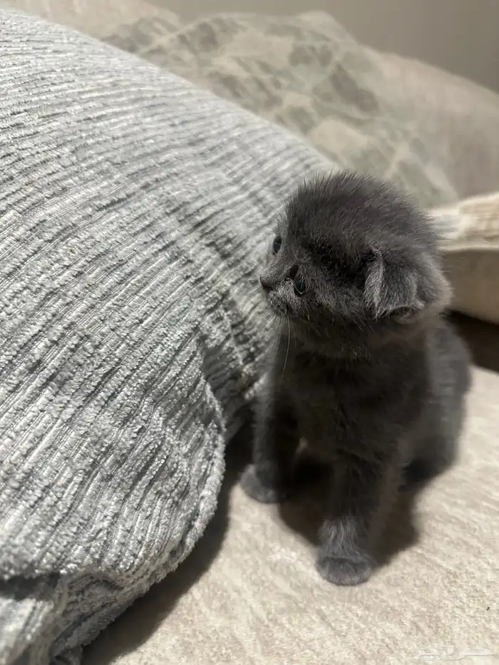 قطط سكوتش للبيع 0