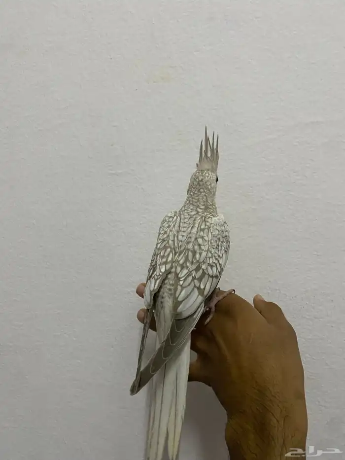 للبيع كروان اليف جدا جدا و مفطوم 1