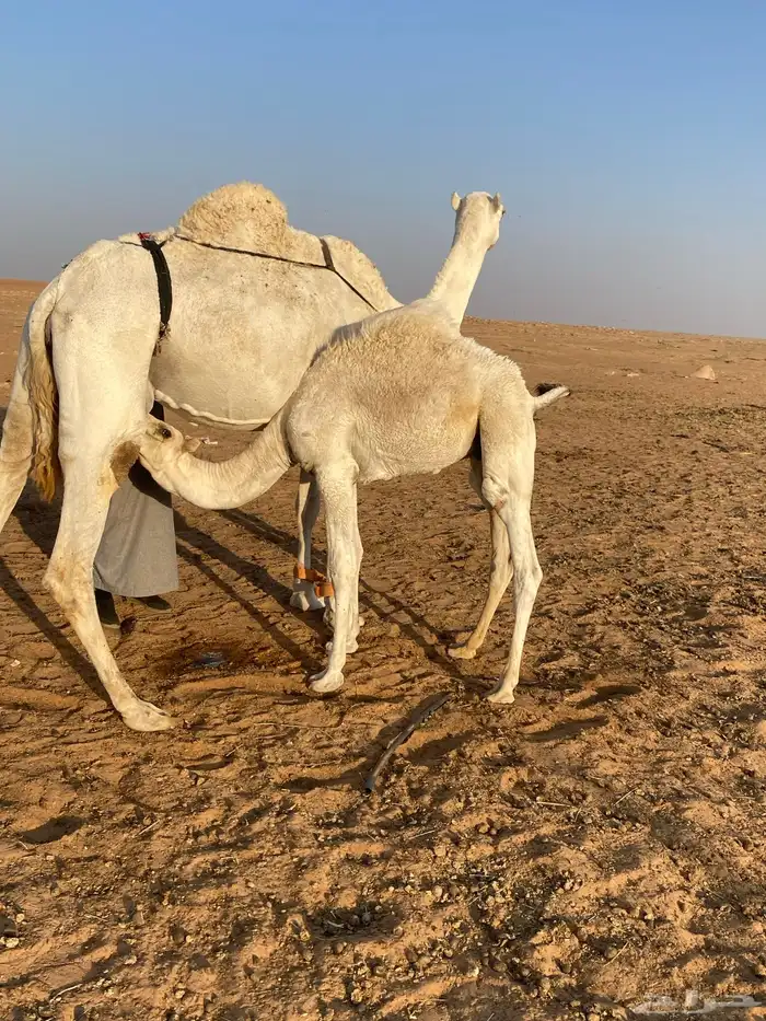 للبيع حاشي عمره 6 شهور 0