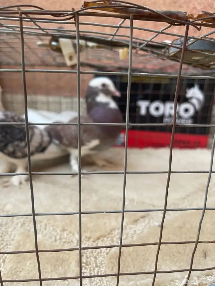 حمام حب الرمان 4