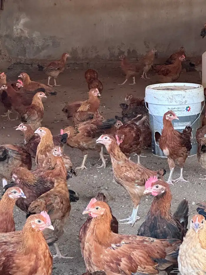 فروخ دجاج فرنسي توب 0