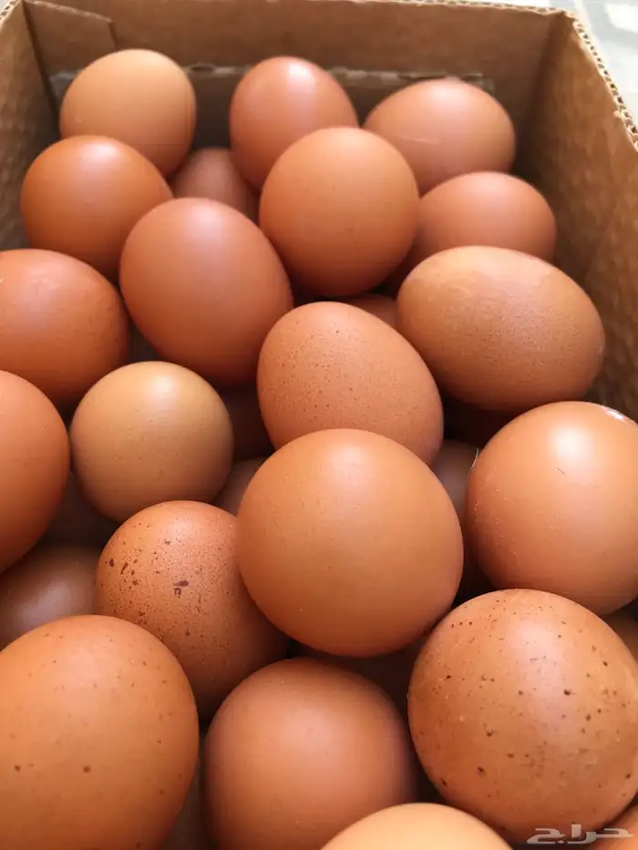 بيض دجاج لوهمان براون ألماني بيور مخصب 1