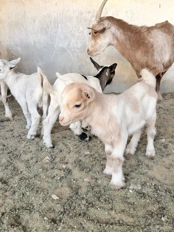 تيوس قزمية صغيرة 3