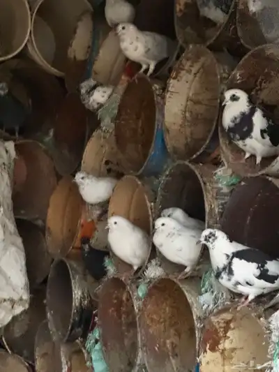 حمام للبيع index