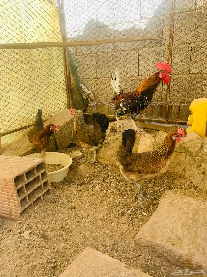 ديك و3 دجاج عربي 7
