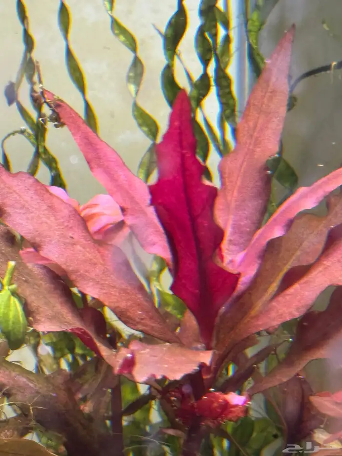 احواض سمك aquarium مزروعة  ونباتات مائية   تصاميم إحترافية 42