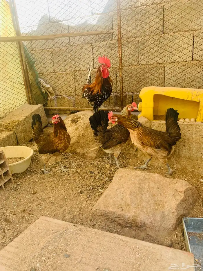 ديك و3 دجاج عربي 12