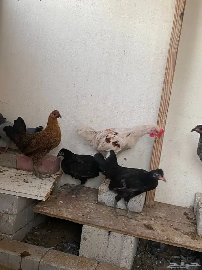 دجاج وديك للبيع 3