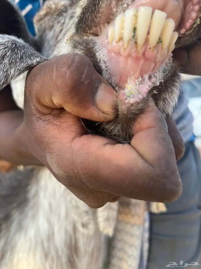 معزاء طيبات رفحاء 10