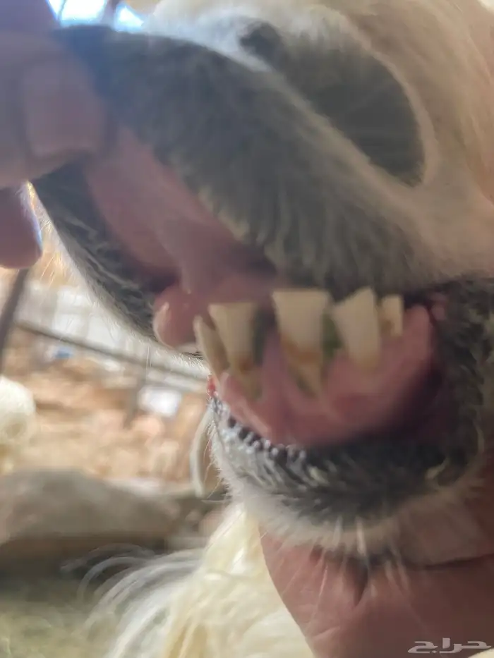 فحل عيسي غير مشروط 8