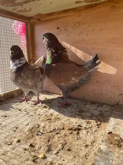 حمام كنق index