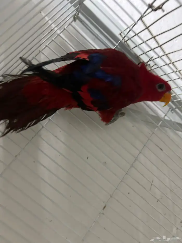 نوادر A انثى لوري شاترنج انثى لوري رد 2