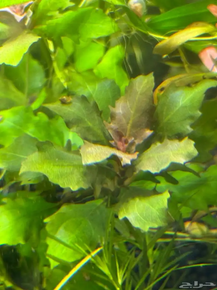 احواض سمك aquarium مزروعة  ونباتات مائية   تصاميم إحترافية 32