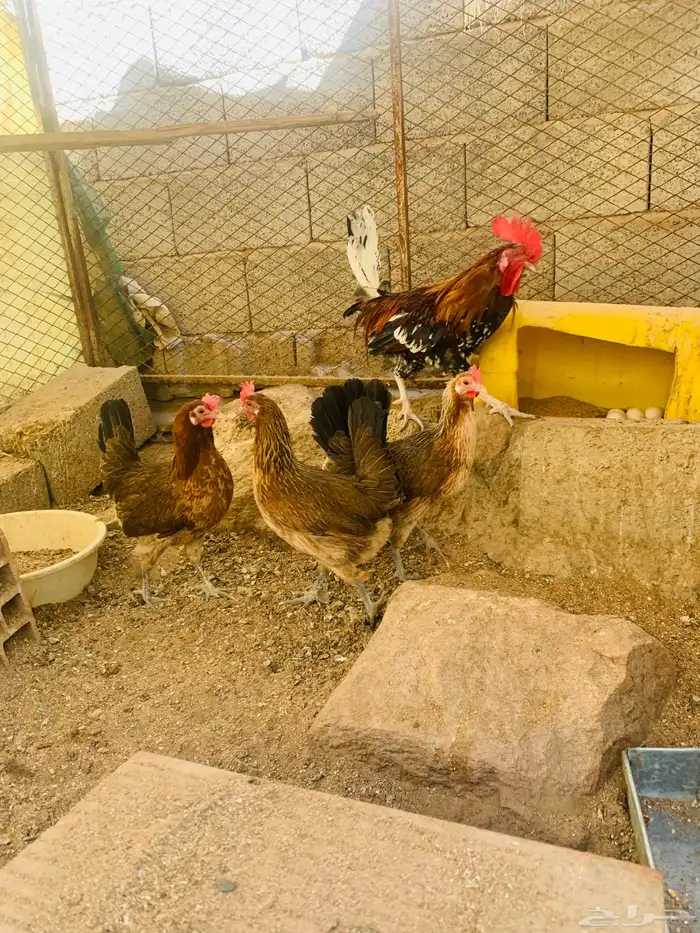 ديك و3 دجاج عربي 10