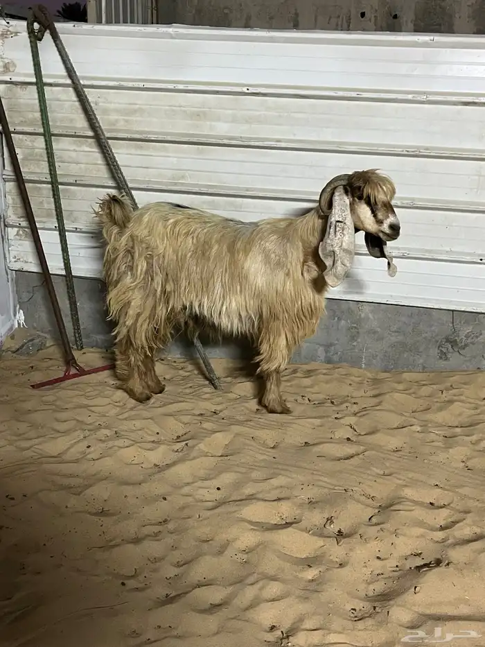 عارضيه صفرا دافع 1