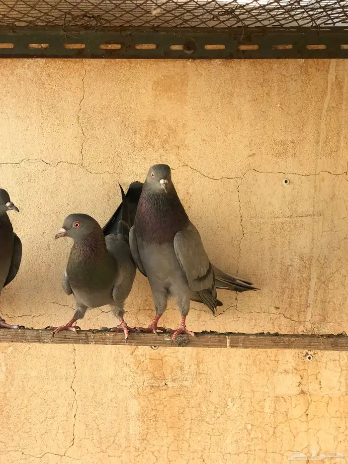 حمام قطيفي   قلابي 18