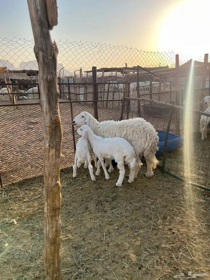 شاه حريه تحتها رخلين 0