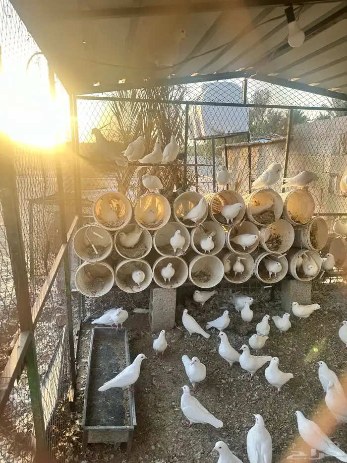 حمام فرنسي للبيع 0