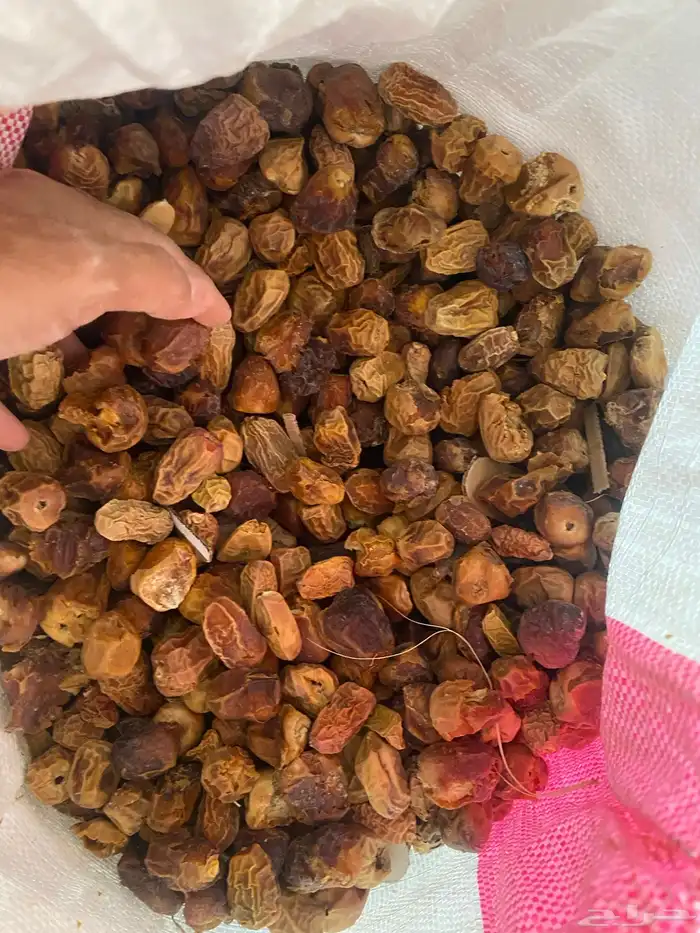 علف تمور تمر علف 1