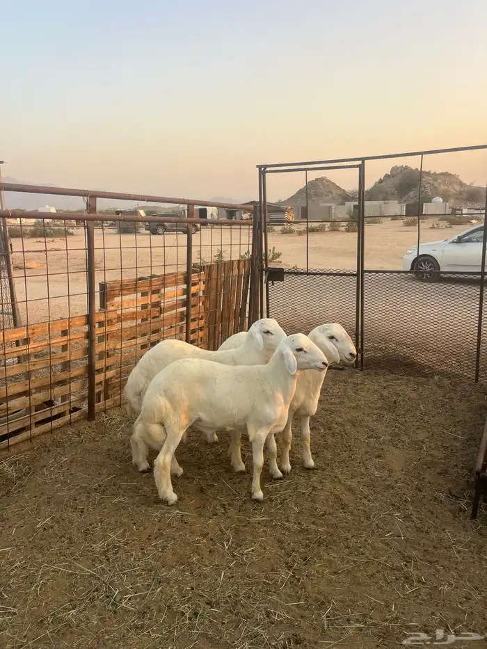 طليان حريه مع الذبح وتوصيل207تقيم إيجابي ولله الحمد 1