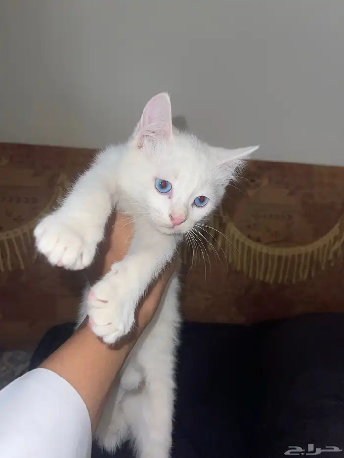 قطط للتبني كيتنز 3