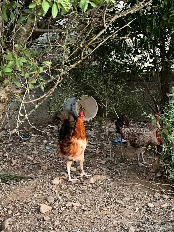 دجاج بلدي 10