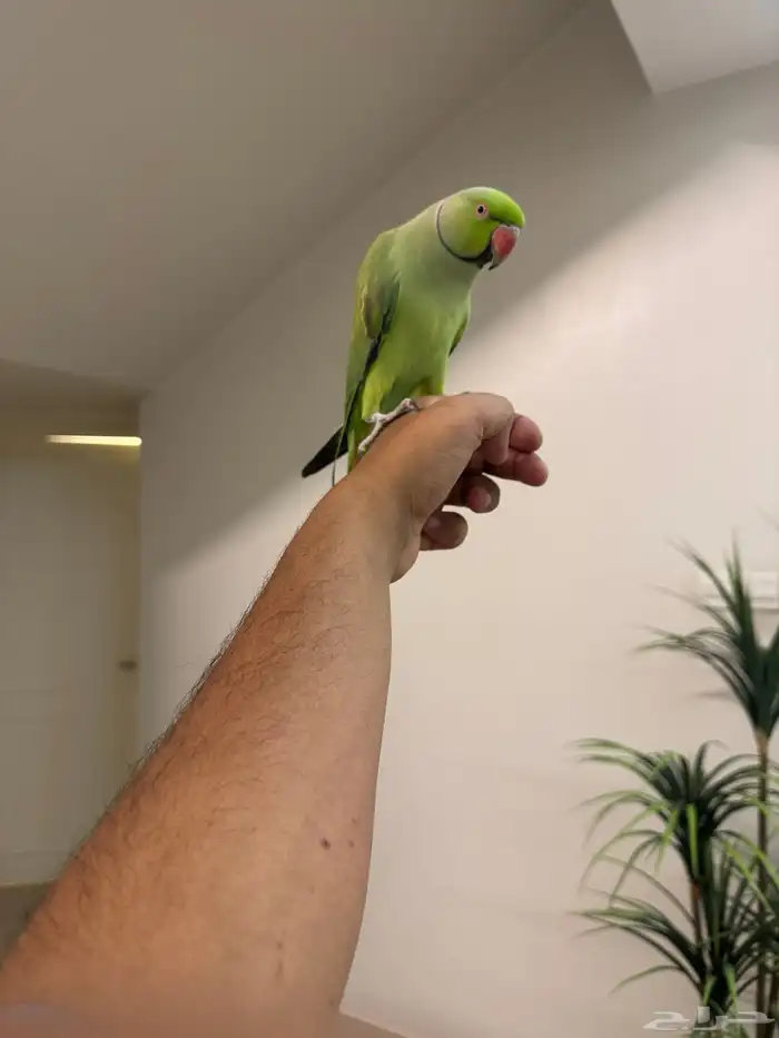 ذكر دره هندي اليف حمامه متكلم فوق عشر كلمات تم البيع 8