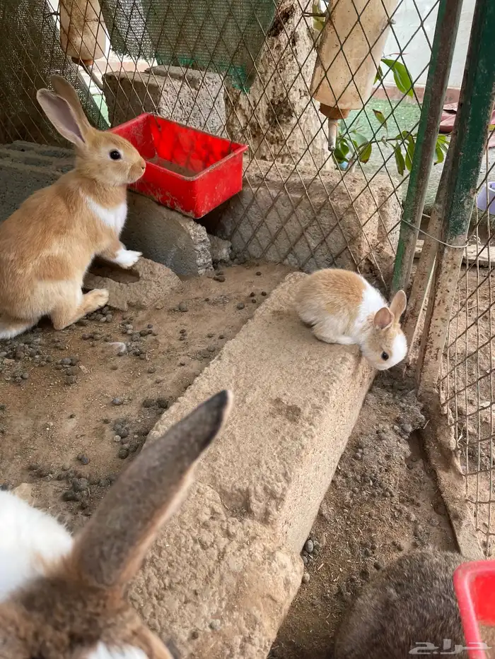 أرانب بلديه وهولانديه للبيع المستعجل 2