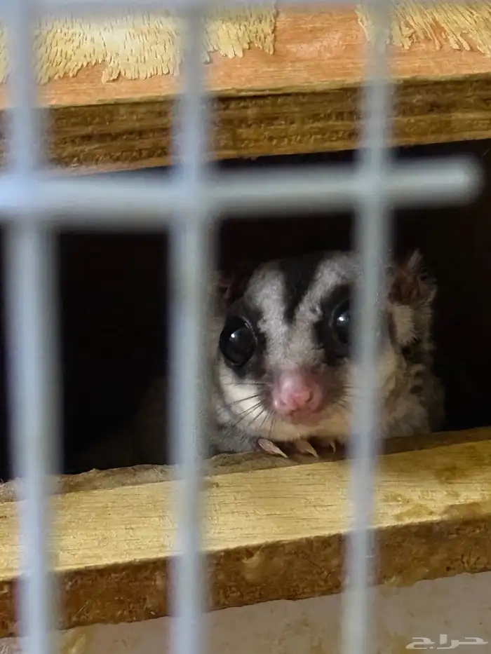 سنجاب طائر ( شوقر قلايدر ) 1