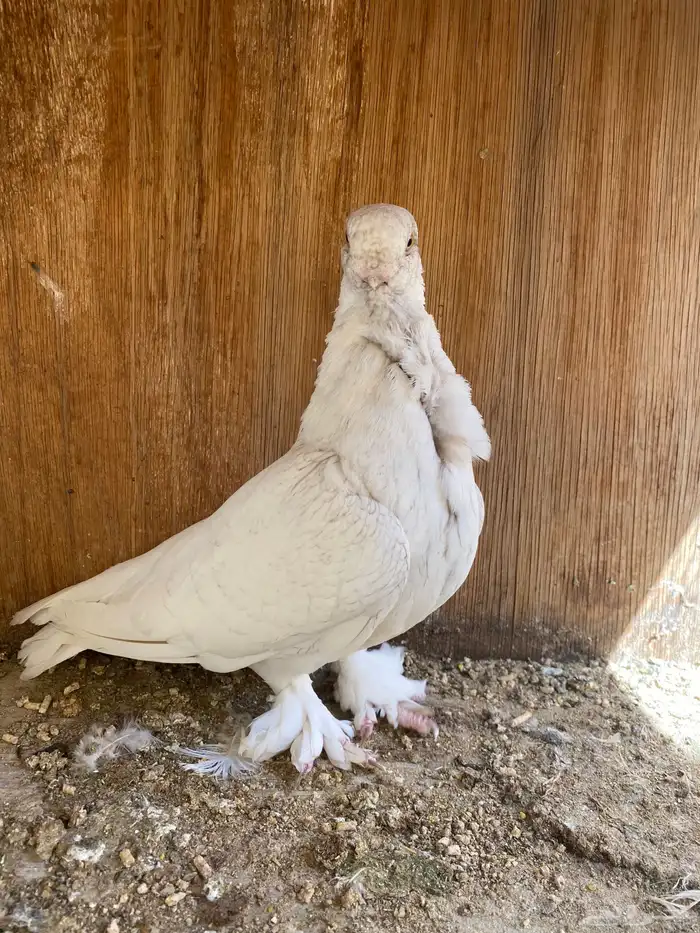 انثى فراشه 2