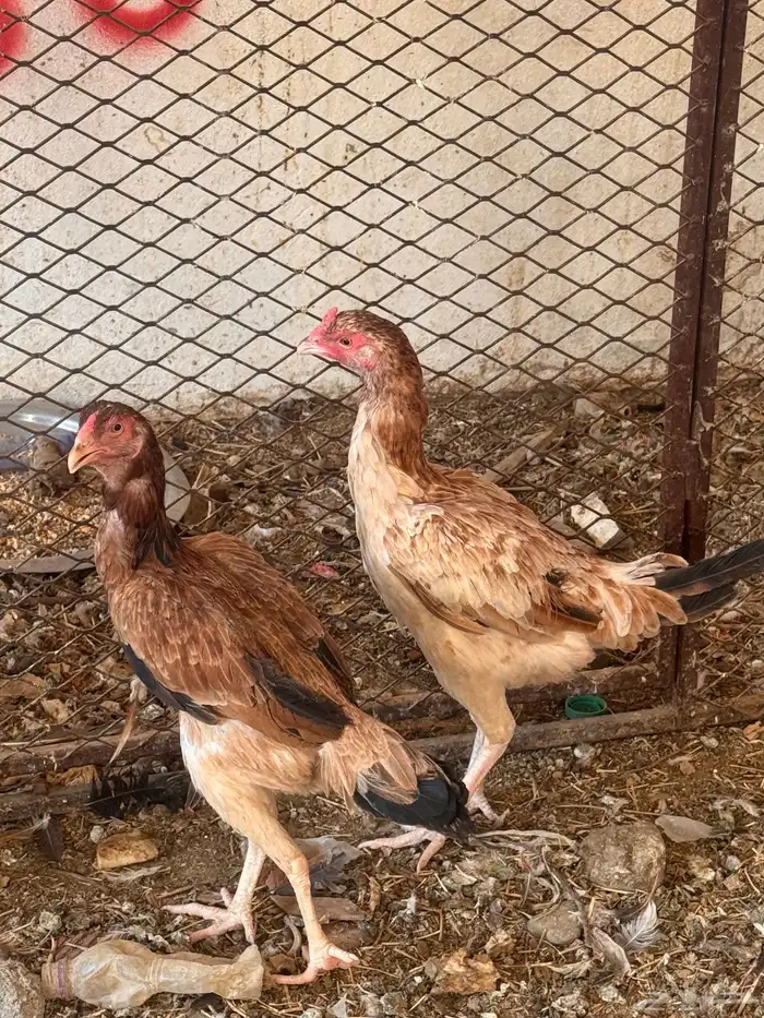 دجاج باكستاني شامو 3