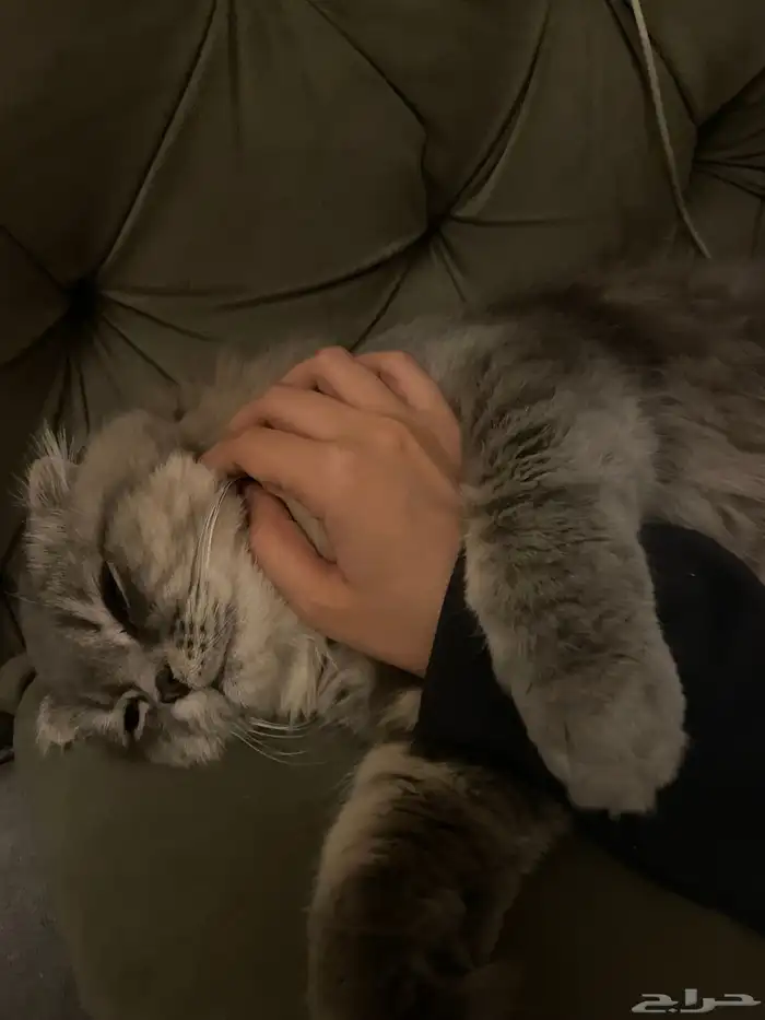 قط ذكر شيرازي مفقود 5