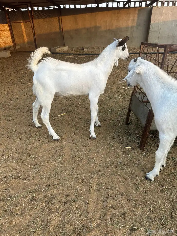 للبيع تيوس بيشية 4