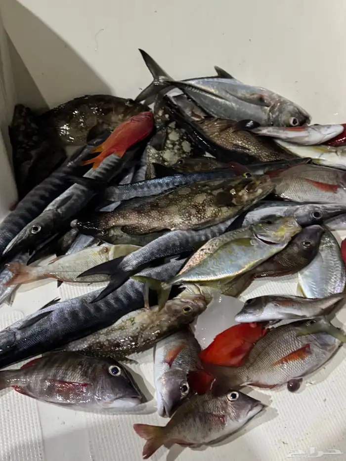 قارب نزهة للرحلات البحرية القنفذة 2