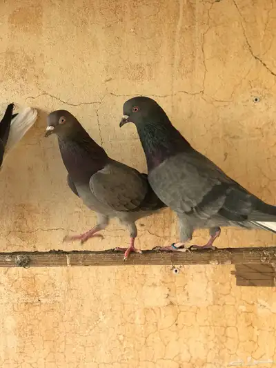 حمام قطيفي   قلابي index