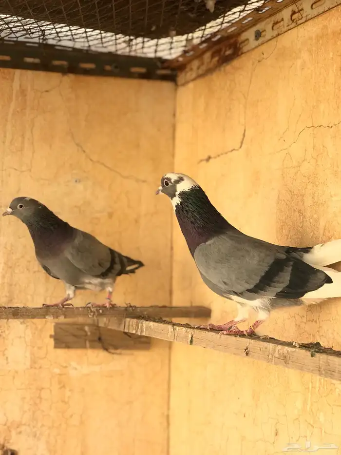 حمام قطيفي   قلابي 5