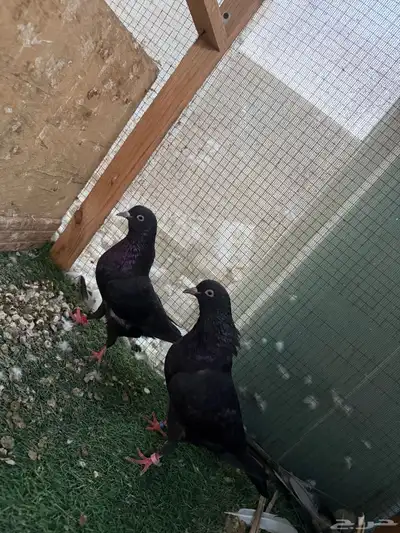 للبيع قطايف اجوز تب مطير index