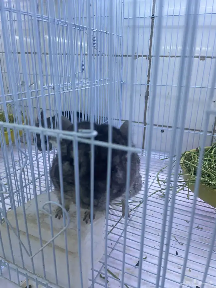 شانشيلا أليفه 1