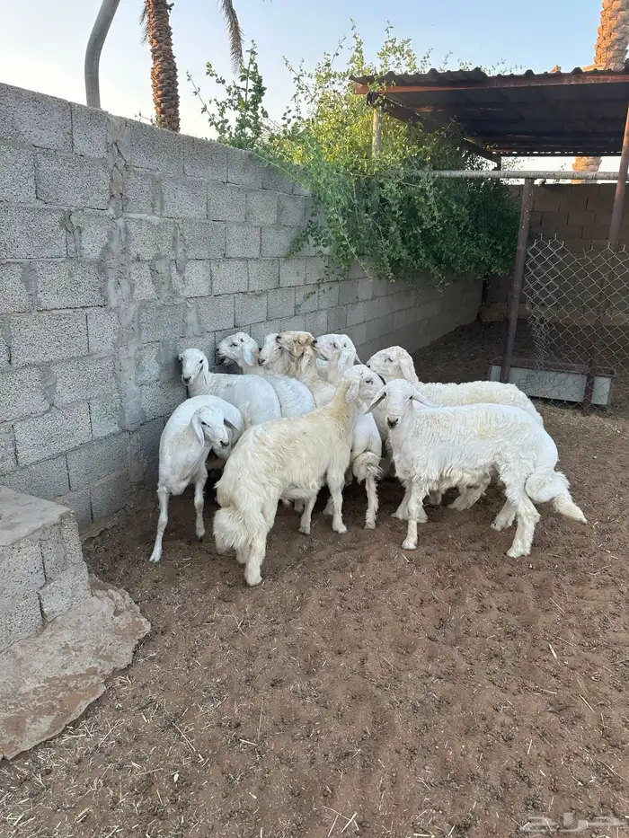 طليان حرية 3