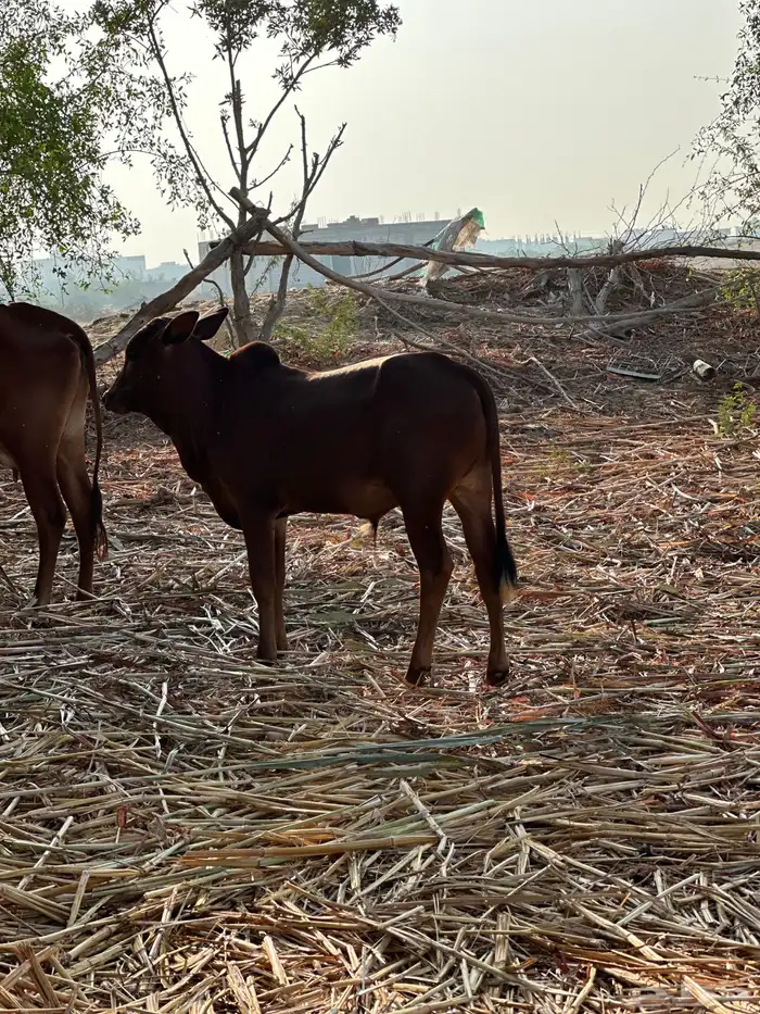 عجول العدد 3 3