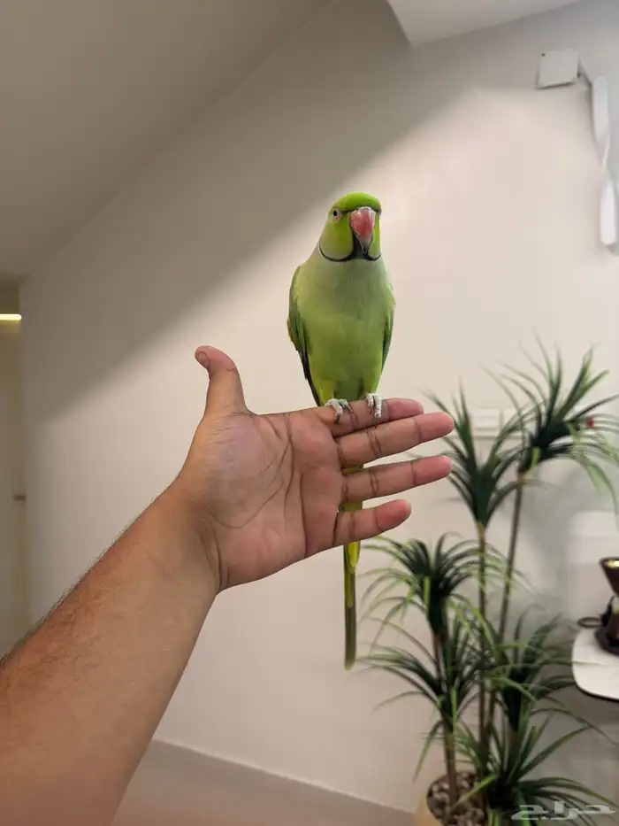 ذكر دره هندي اليف حمامه متكلم فوق عشر كلمات تم البيع 1