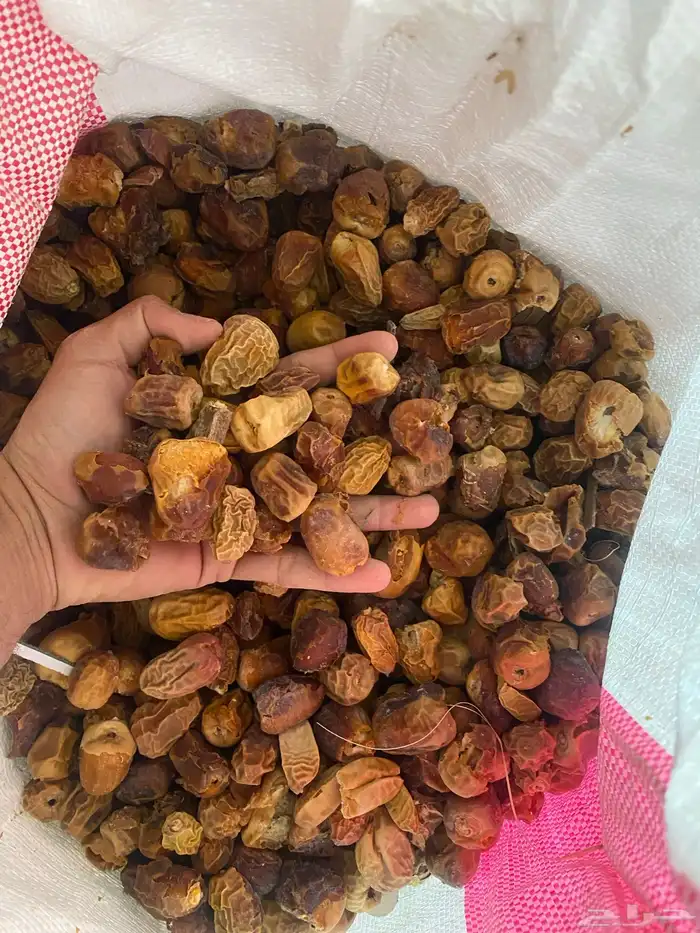 علف تمور تمر علف 0