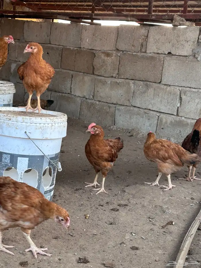 فروخ دجاج فرنسي توب 3