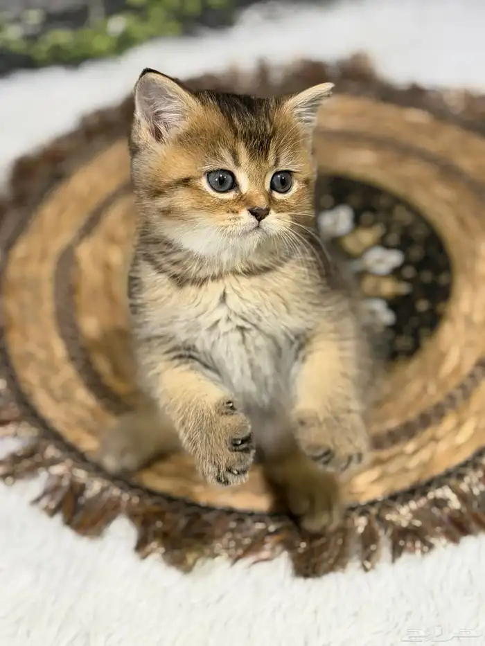 قطة سكوتش فولد العمر شهر و20 يوم 2