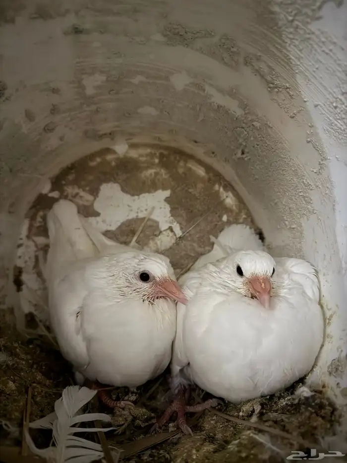 زغاليل حمام فرنسي سوبر جامبو 1